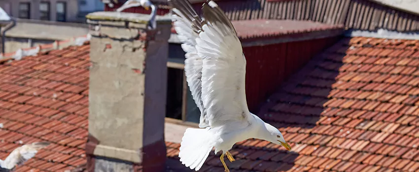 Residential Chimney Animal Removal Solution in Lumberton, NC