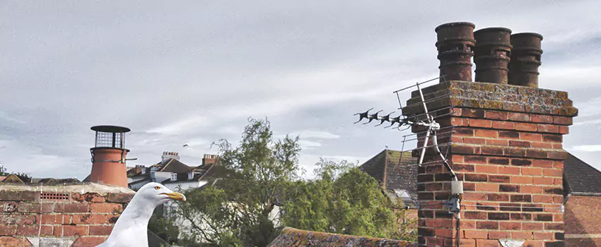 Chimney Cleaning And Restoration in Lumberton, North Carolina